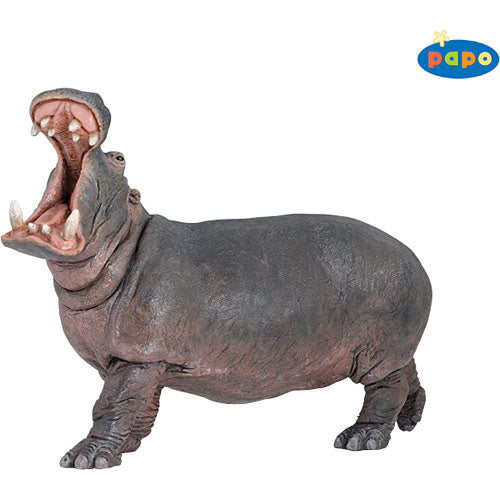 Hippopotamus