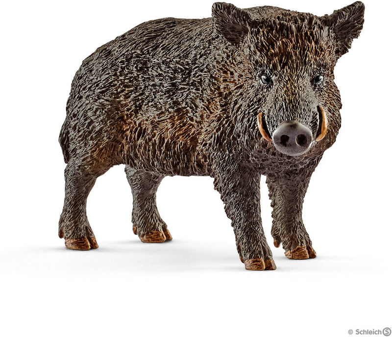 Wild Boar