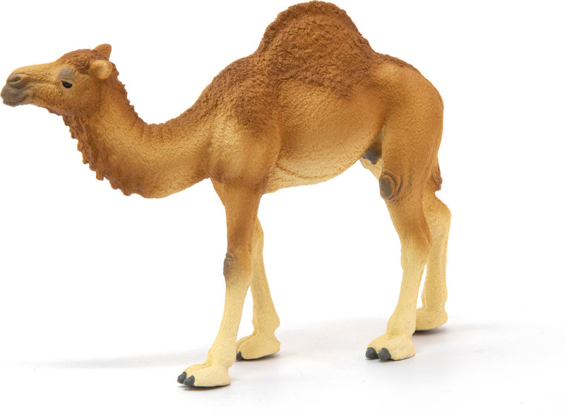 Dromedary