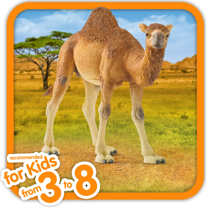 Dromedary