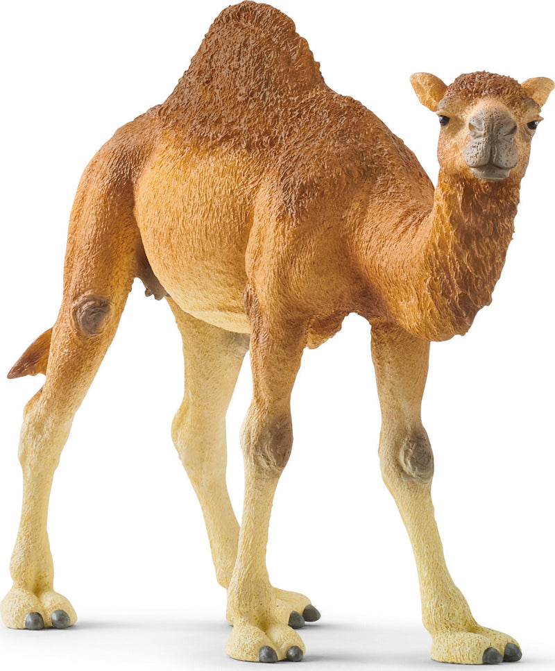 Dromedary