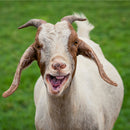 Experience Goat Yoga