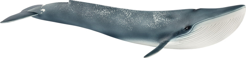 Blue Whale