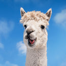 Animal Encounters & Wildlife